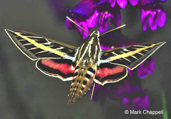 sphinx moth